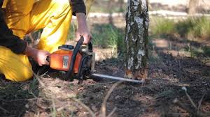 Best Tree Removal Service  in USA