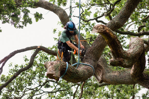 Best Seasonal Cleanup  in USA